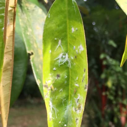 Kutu Loncat / Psyllid