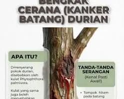 Kanker Batang