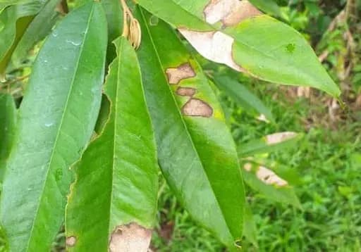 Bercak Daun