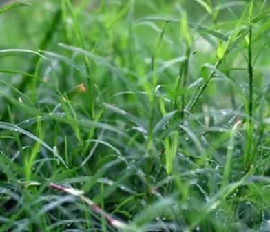 Rumput Umum