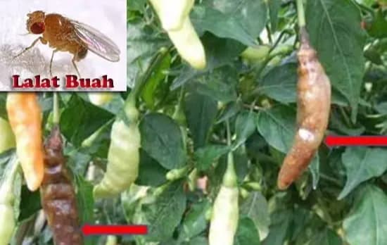 Lalat Buah