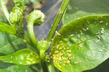 Kutu Daun