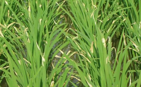 Pelipat Daun