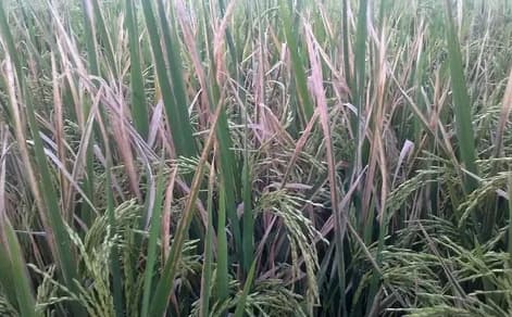 Hawar Daun Bakteri / Kresek