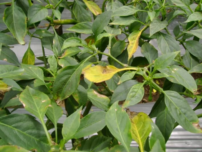 Bercak Daun