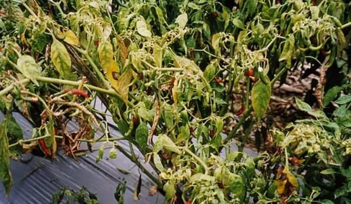 Layu Fusarium