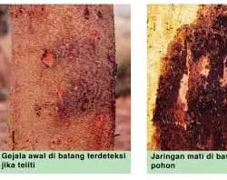 Busuk Akar & Leher Akar.