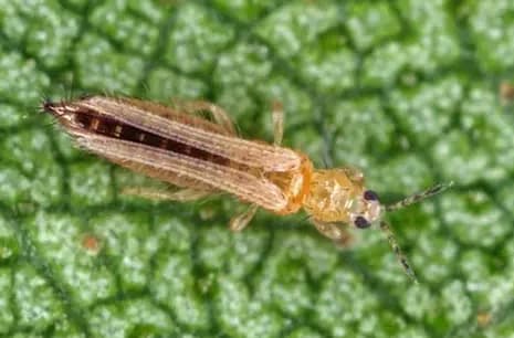 Thrips