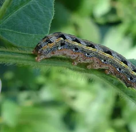 Ulat Grayak (Spodoptera litura)
