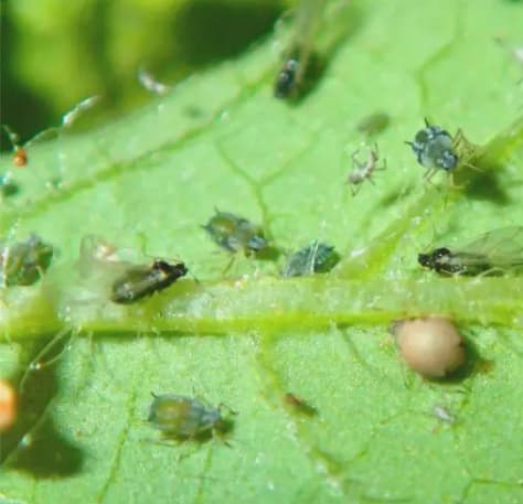 Thrips (Kutu Kering / Gurem)