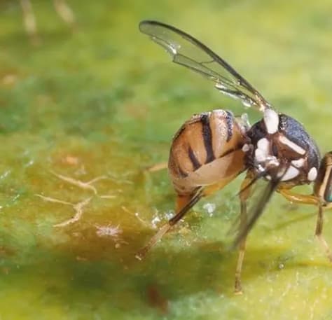 Lalat Buah (Bactrocera spp)