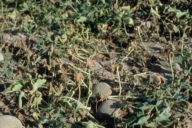 Layu Fusarium (Fusarium oxysporum)